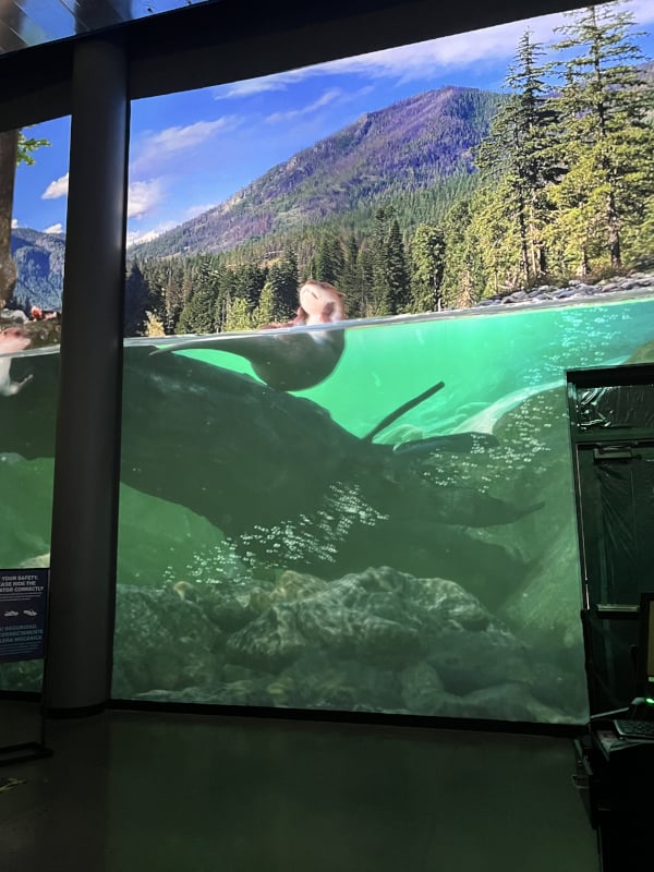 A projected image of an otter floating in water.